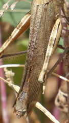 Anacridium aegyptium
