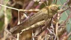Anacridium aegyptium