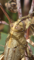Anacridium aegyptium