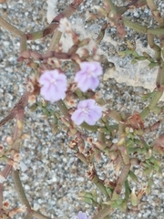 Limonium narbonense