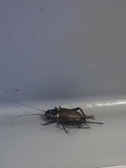 Gryllus bimaculatus
