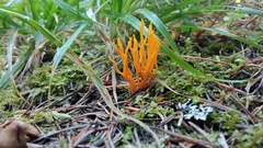 Calocera viscosa