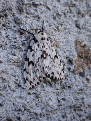 Lymantria monacha