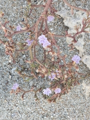 Limonium narbonense