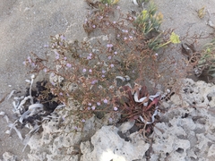 Limonium narbonense