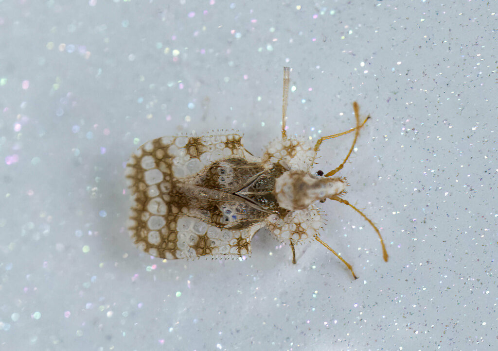 Chrysanthemum Lace Bug from SaintBasileleGrand, QC, Canada on August 24, 2022 at 0205 PM by
