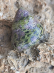 Phorcus turbinatus
