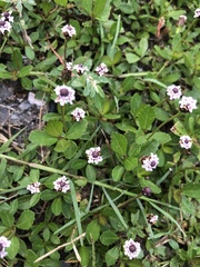 Phyla nodiflora