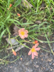 Moraea miniata