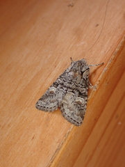 Brachylomia viminalis