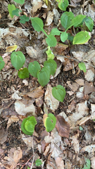 Maianthemum bifolium