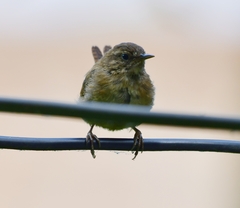 Troglodytes troglodytes