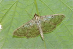Patania ruralis