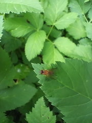 Achanthiptera rohrelliformis