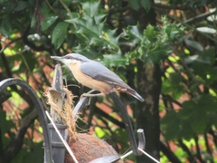 Sitta europaea