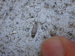 Agonopterix