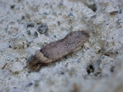 Agonopterix