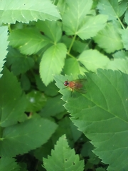 Achanthiptera rohrelliformis