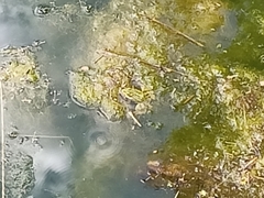 Pelophylax perezi