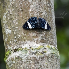 Hamadryas laodamia saurites