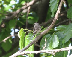 Crithagra atrogularis atrogularis