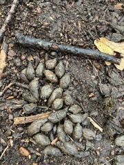 Hystrix africaeaustralis