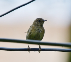 Troglodytes troglodytes
