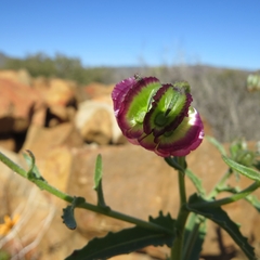 Osteospermum monstrosum