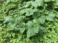 Cucurbita argyrosperma