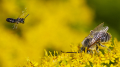 Protandrena andrenoides