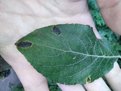 Rhytisma salicinum