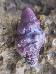 Tarantinaea lignaria