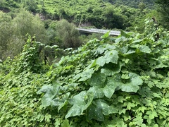 Cucurbita argyrosperma