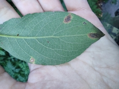 Rhytisma salicinum