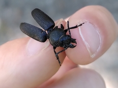 Spondylis buprestoides