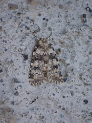 Bryophila domestica