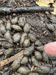 Hystrix africaeaustralis