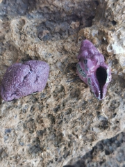 Tarantinaea lignaria