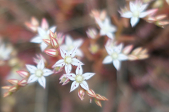 Sedum pallidum
