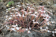 Sedum pallidum