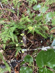 Knowltonia vesicatoria