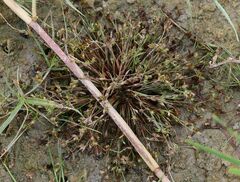Juncus ranarius
