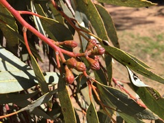 Eucalyptus dumosa