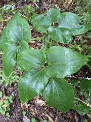 Knowltonia vesicatoria