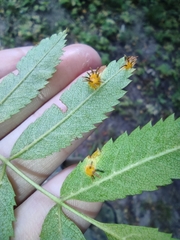 Gymnosporangium cornutum
