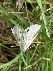 Cataclysta lemnata