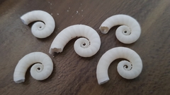 Spirula spirula