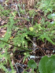 Knowltonia vesicatoria