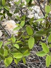 Karwinskia humboldtiana