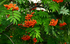 Sorbus scopulina